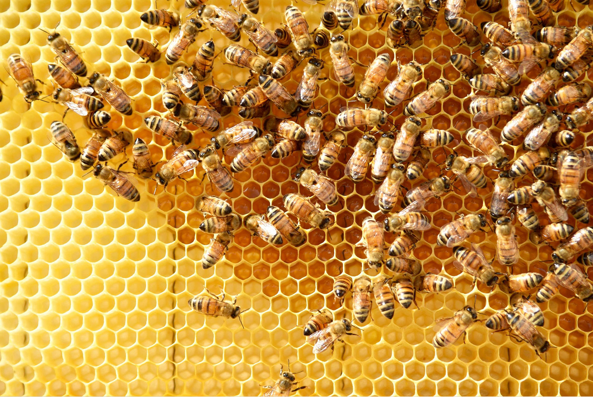 vcely_yellow vcely_yellow